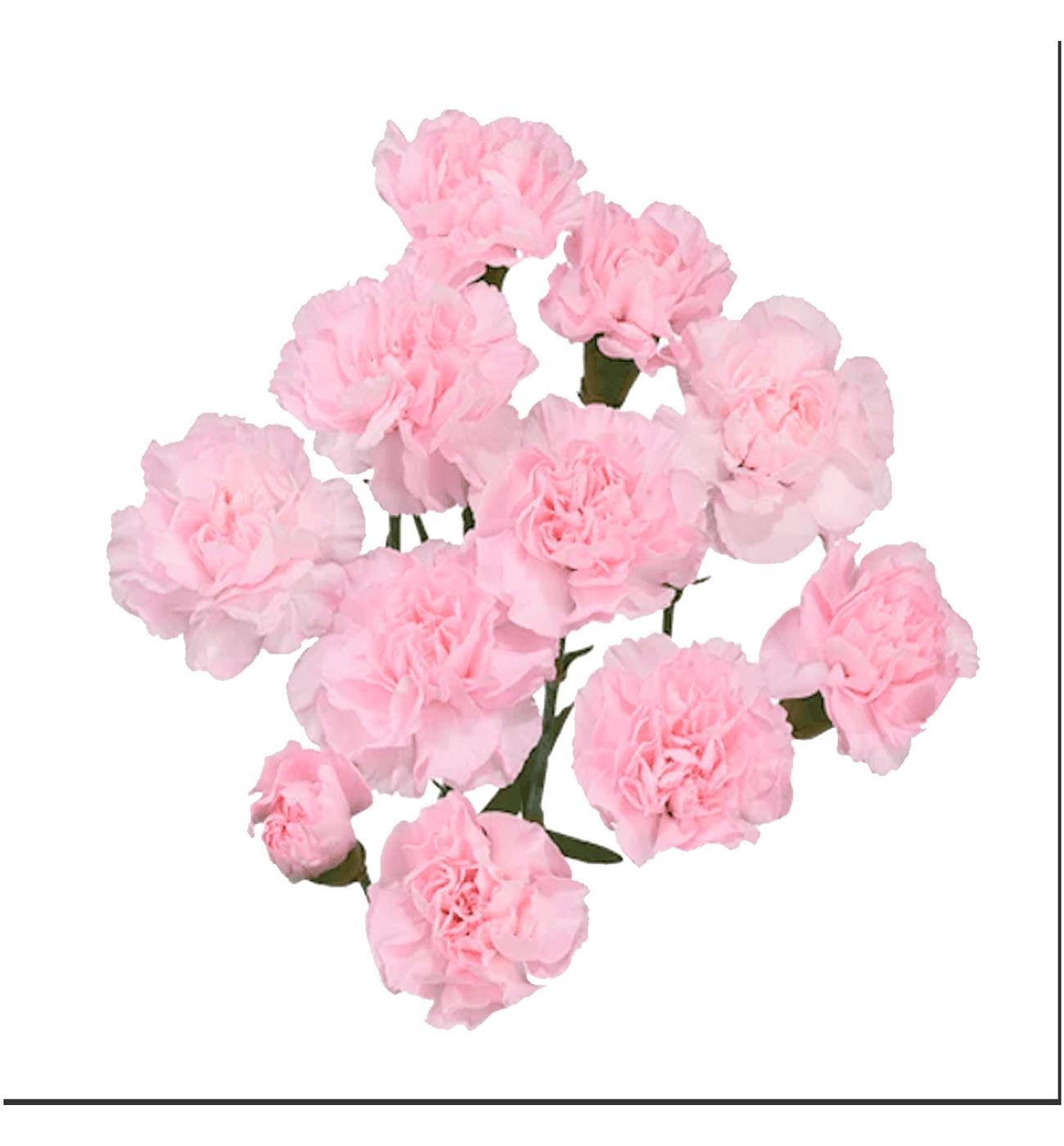 BLOOMS by H-E-B Assorted 6-Stem Mini Carnations; image 6 of 10