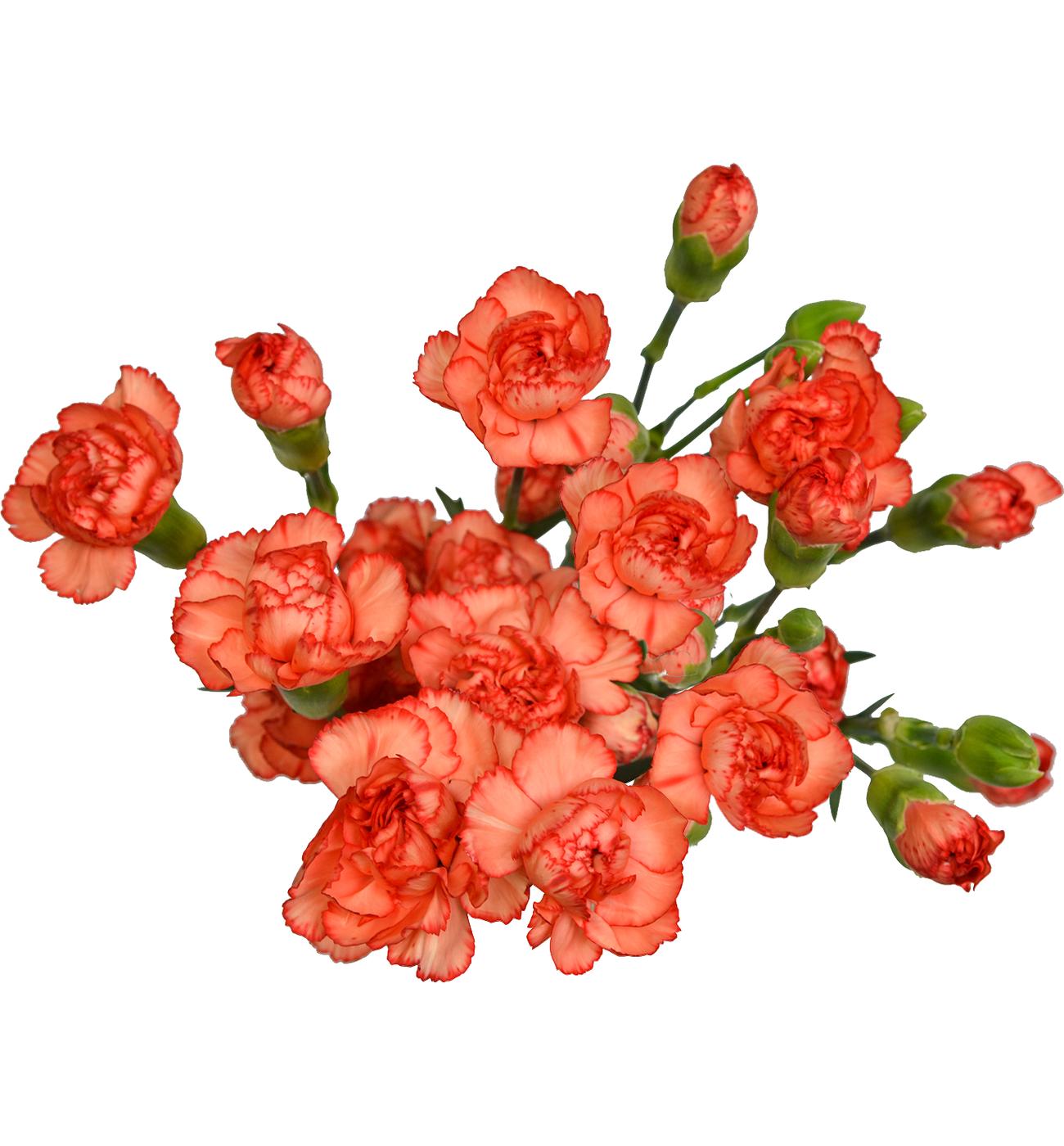 BLOOMS by H-E-B Assorted 6-Stem Mini Carnations; image 7 of 10