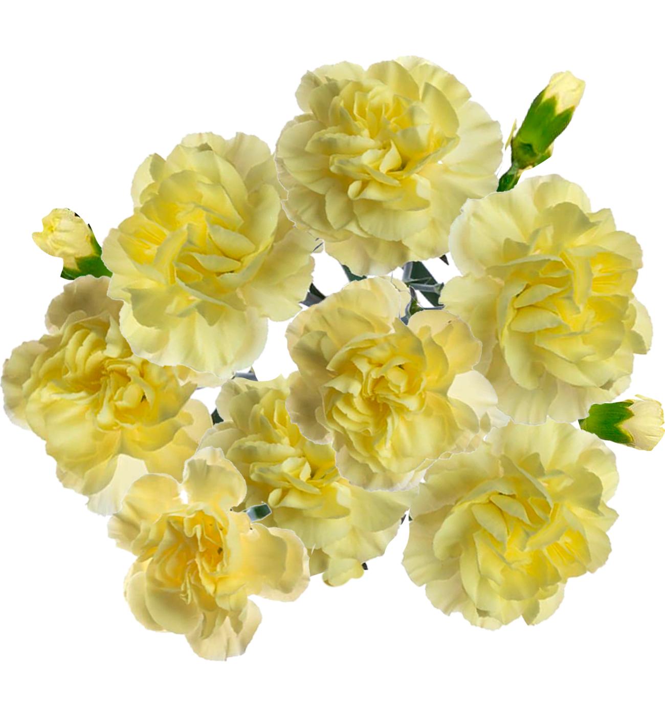 BLOOMS by H-E-B Assorted 6-Stem Mini Carnations; image 8 of 10