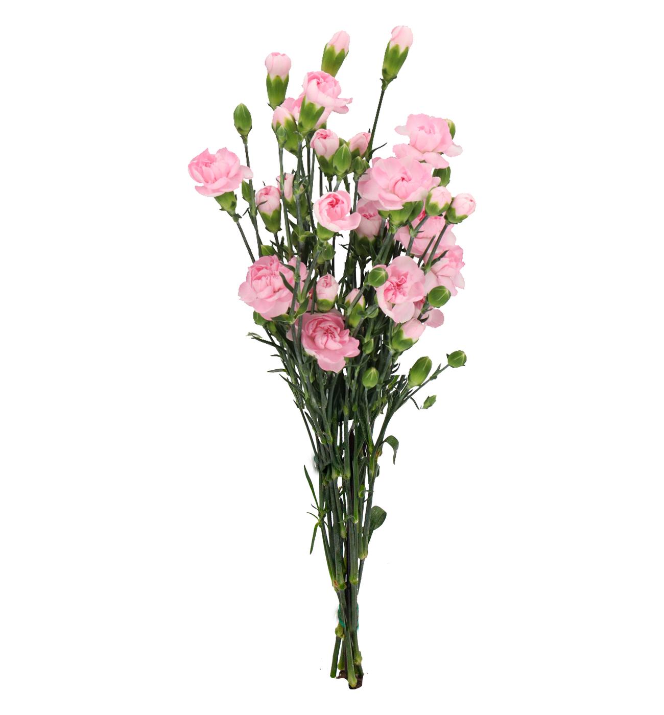 BLOOMS by H-E-B Assorted 6-Stem Mini Carnations; image 9 of 10