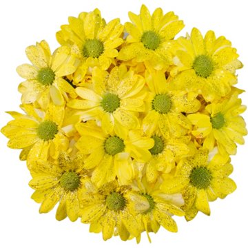 BLOOMS by H-E-B 4 Stem Painted Poms