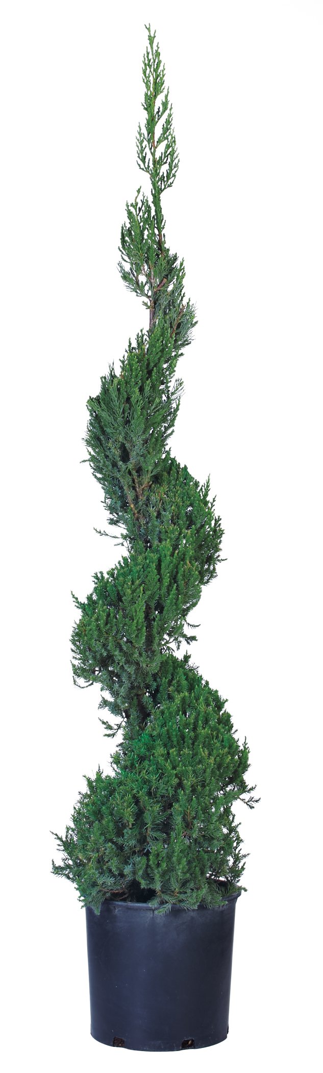 Blue Point Juniper Spiral
