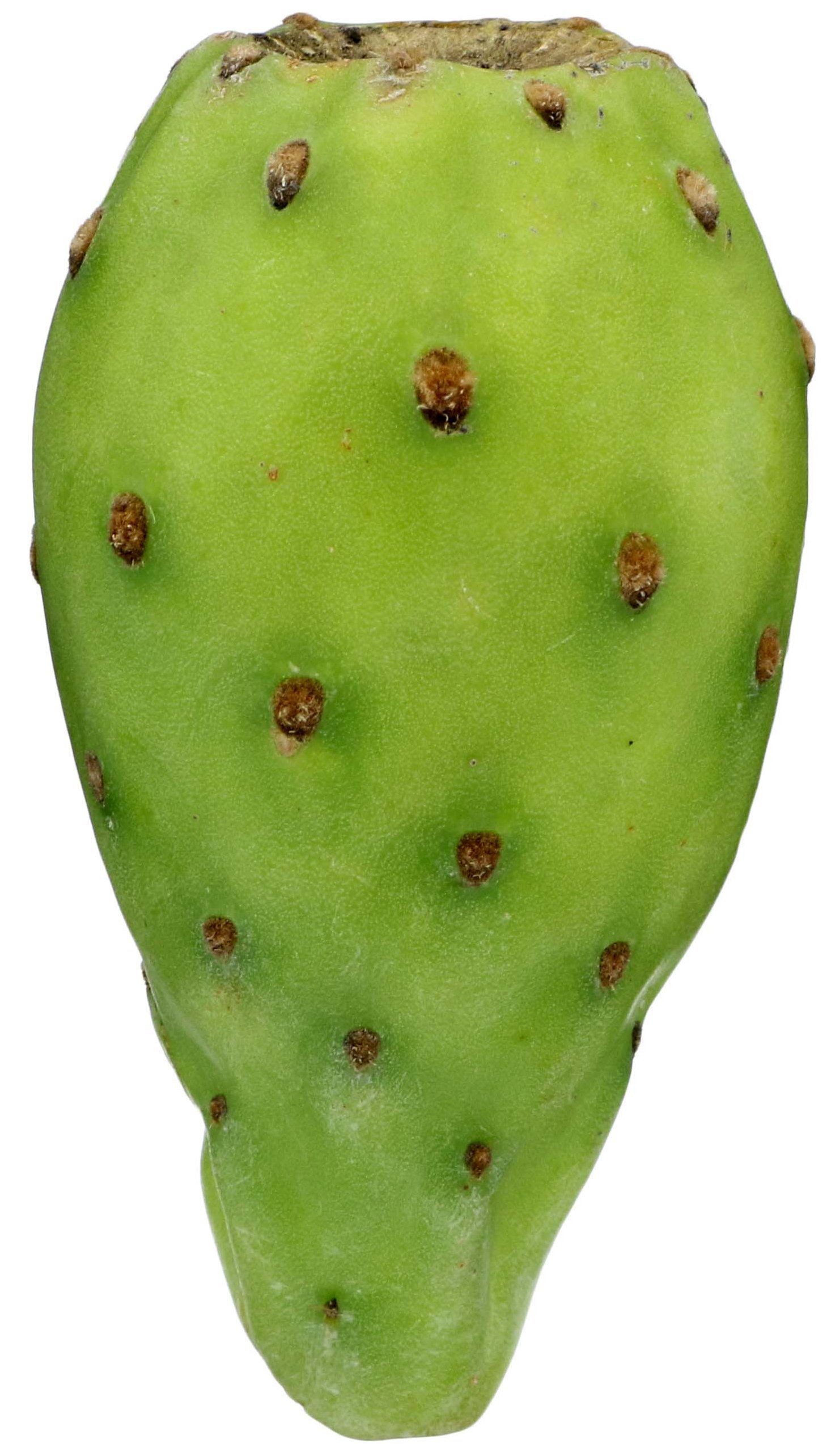 Xoconostle Cactus Fruit - Shop Specialty & Tropical at H-E-B