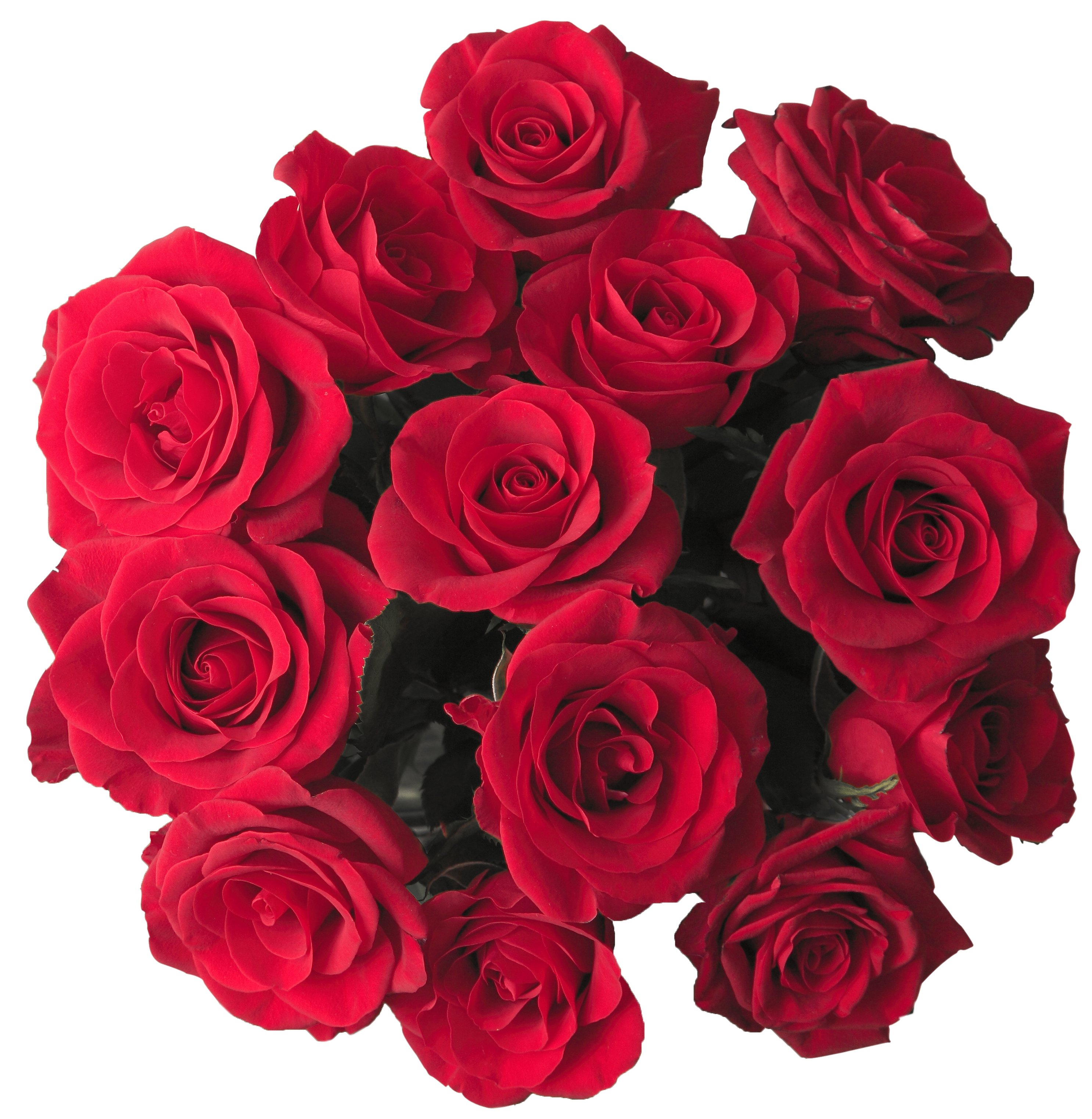 Central Market Dozen Long Stem Roses - Shop at H-E-B