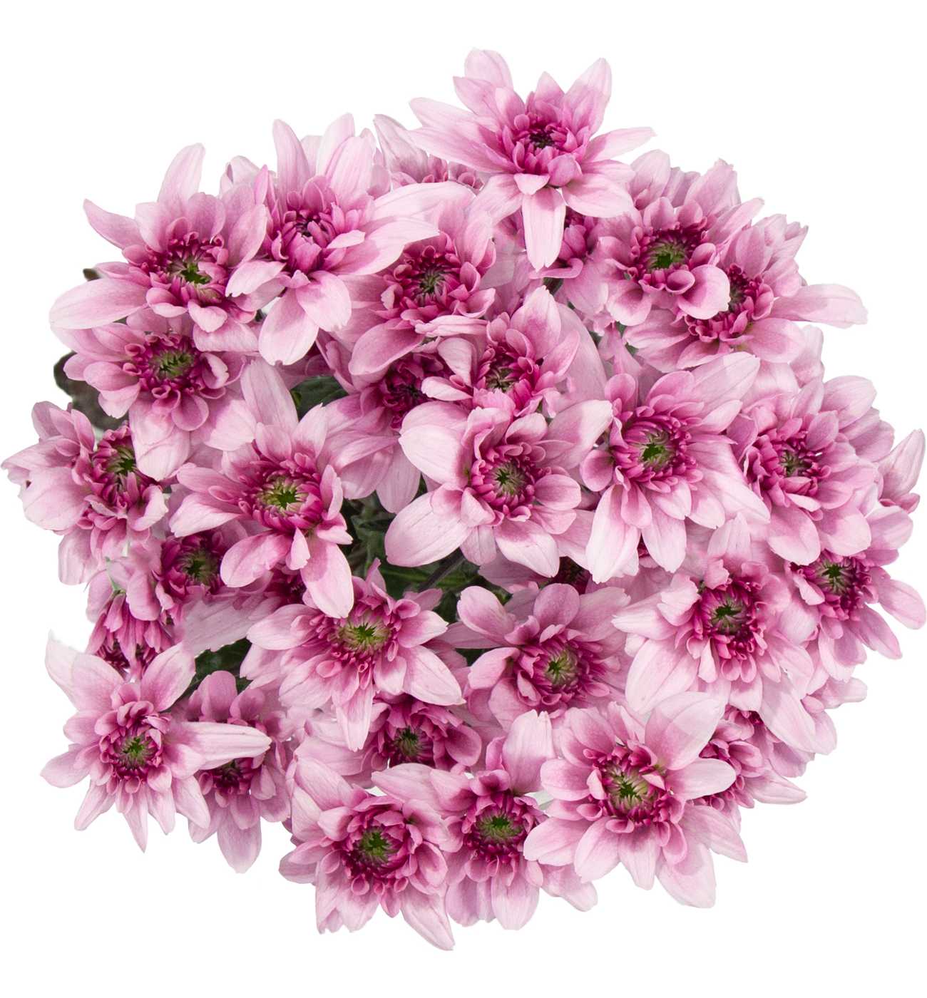 BLOOMS by H-E-B Assorted Red or Blue Poms; image 1 of 6