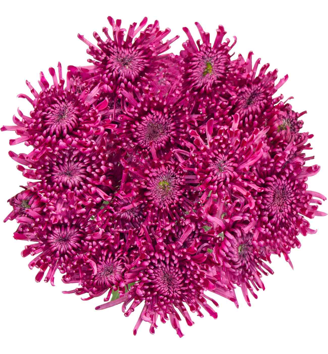 BLOOMS by H-E-B Assorted Red or Blue Poms; image 2 of 6