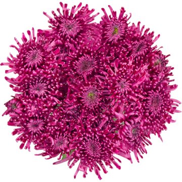 BLOOMS by H-E-B Assorted Red or Blue Poms