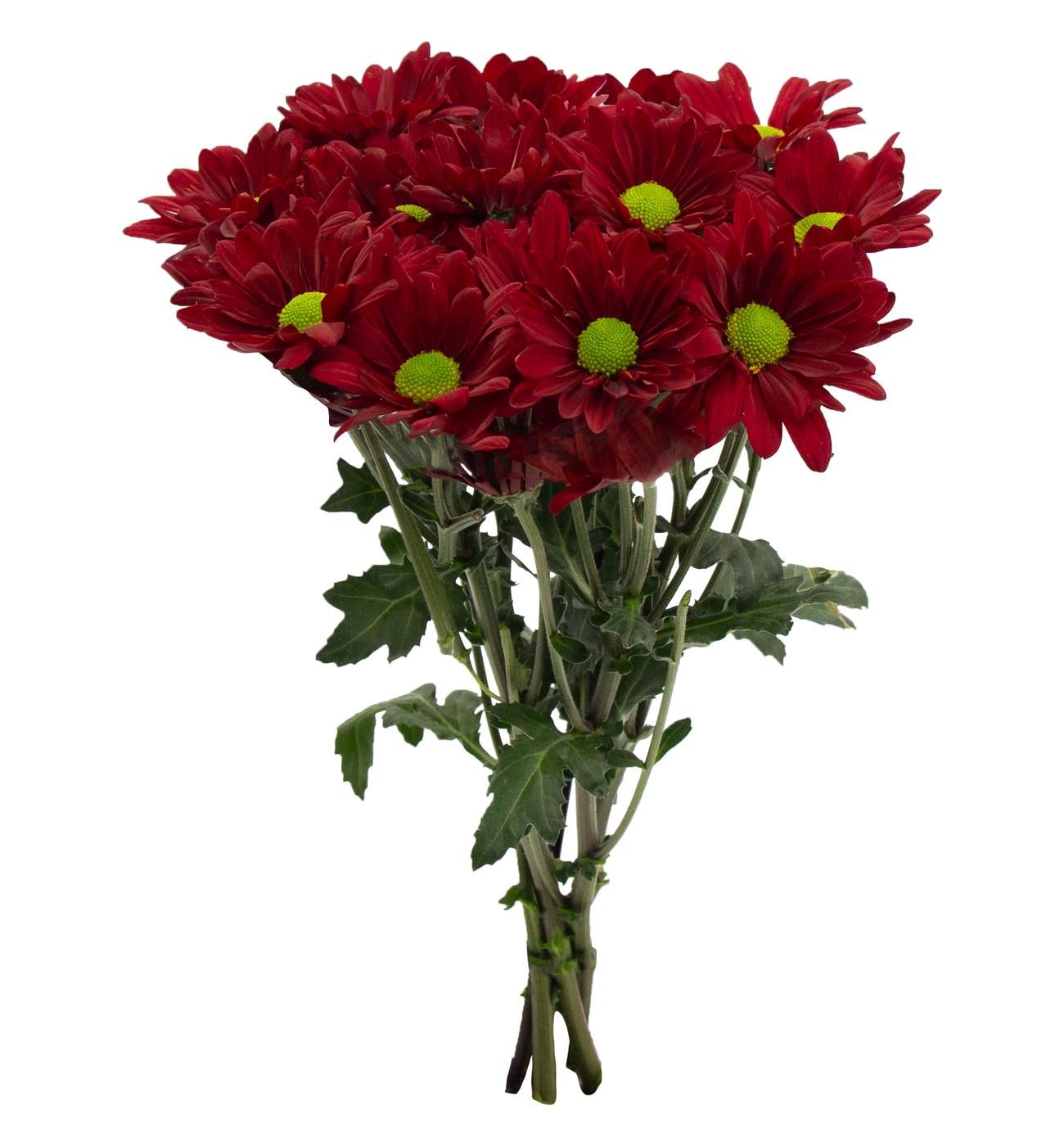 BLOOMS by H-E-B Assorted Red or Blue Poms; image 3 of 6