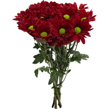 BLOOMS by H-E-B Assorted Red or Blue Poms