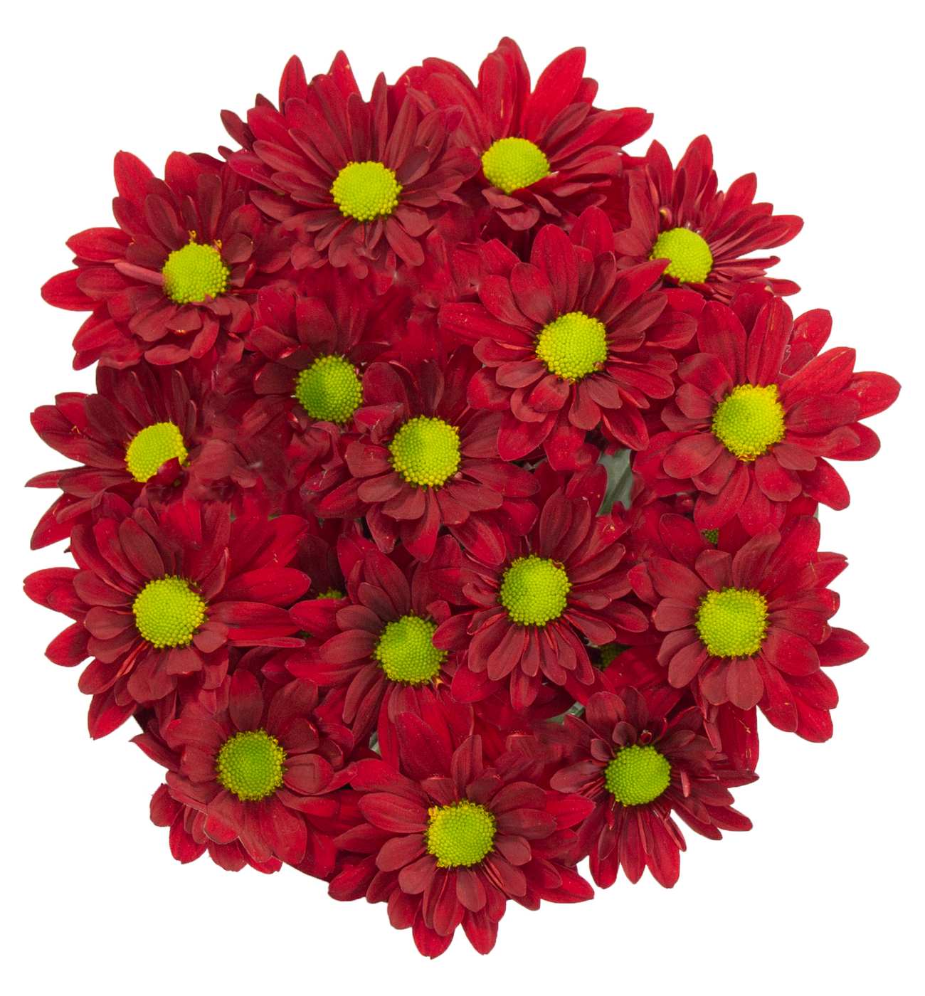 BLOOMS by H-E-B Assorted Red or Blue Poms; image 4 of 6