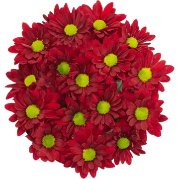 BLOOMS by H-E-B Assorted Red or Blue Poms