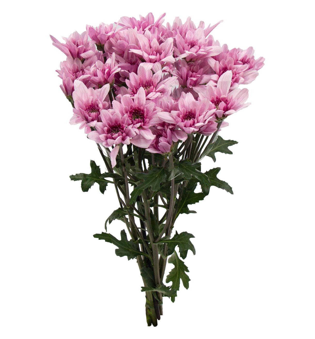 BLOOMS by H-E-B Assorted Red or Blue Poms; image 5 of 6