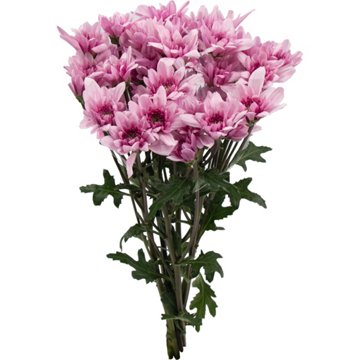 BLOOMS by H-E-B Assorted Red or Blue Poms