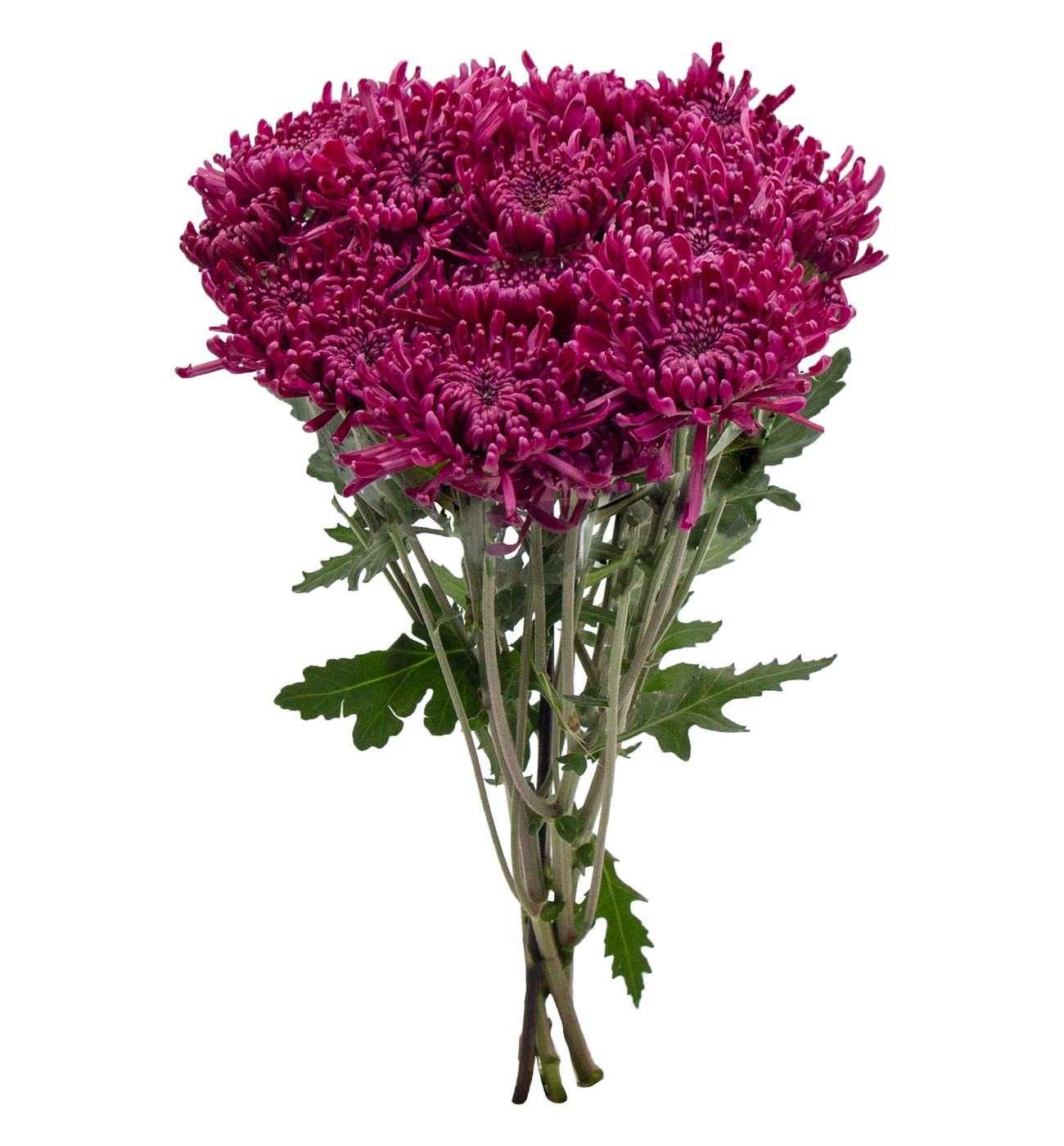 BLOOMS by H-E-B Assorted Red or Blue Poms; image 6 of 6