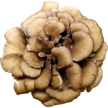 Hen of the Wood Mushroom, by lb