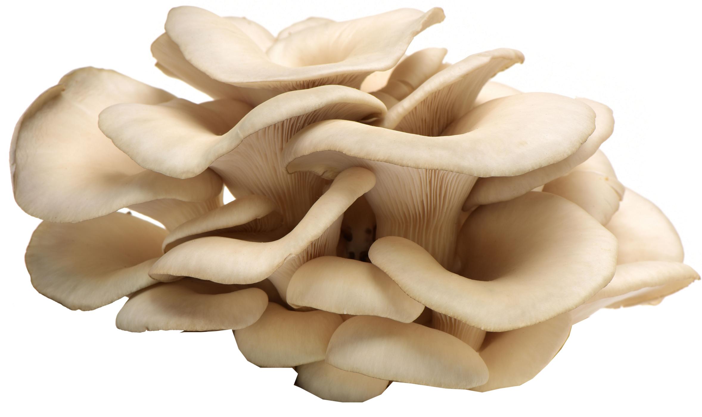 Fresh Oyster Mushroom; image 2 of 2