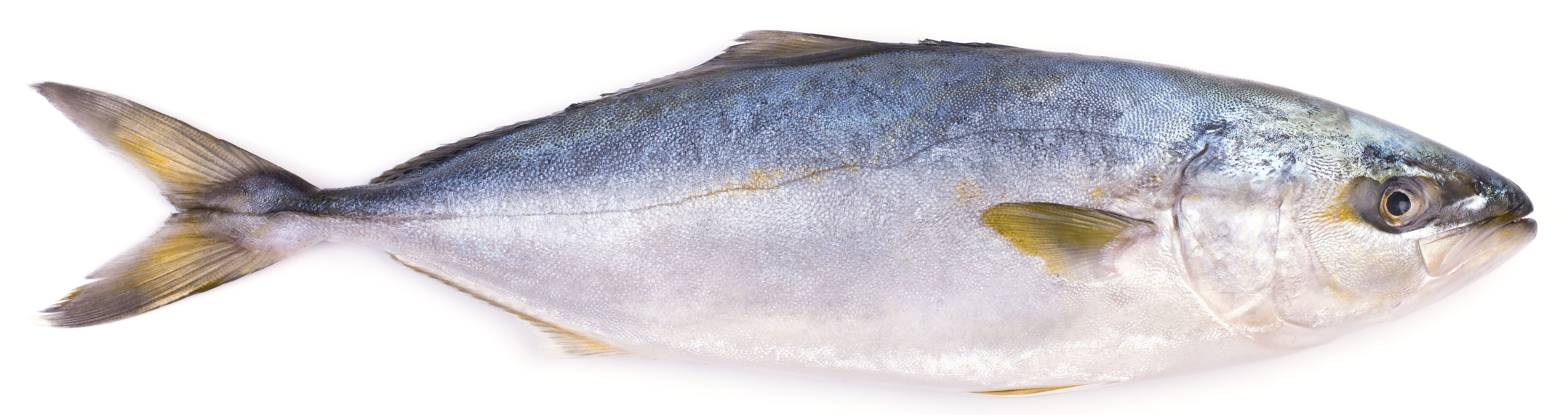Whole Kanpachi - Shop Fish at H-E-B