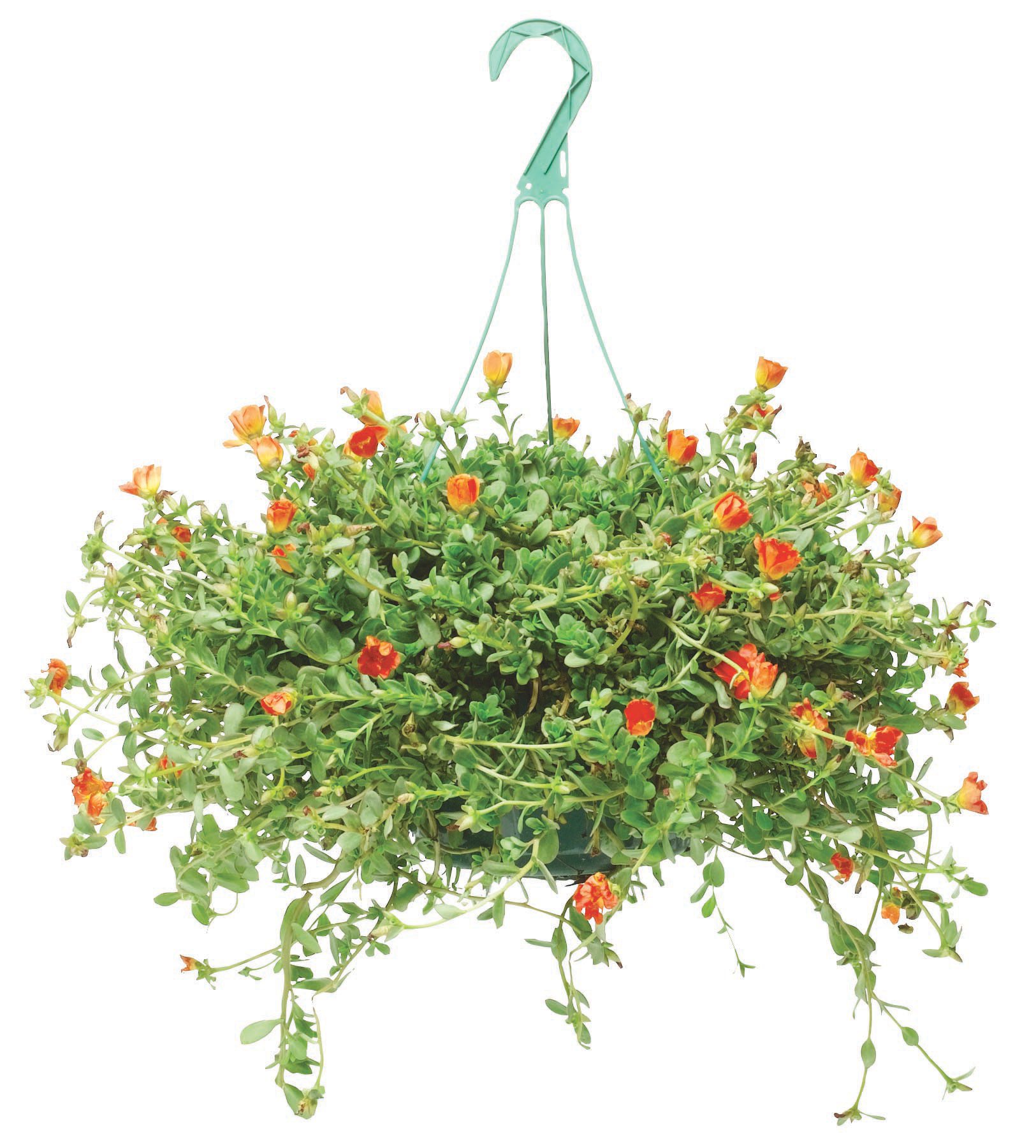 HEB Purslane 10 Inch Hanging Basket Shop Potted plants at HEB