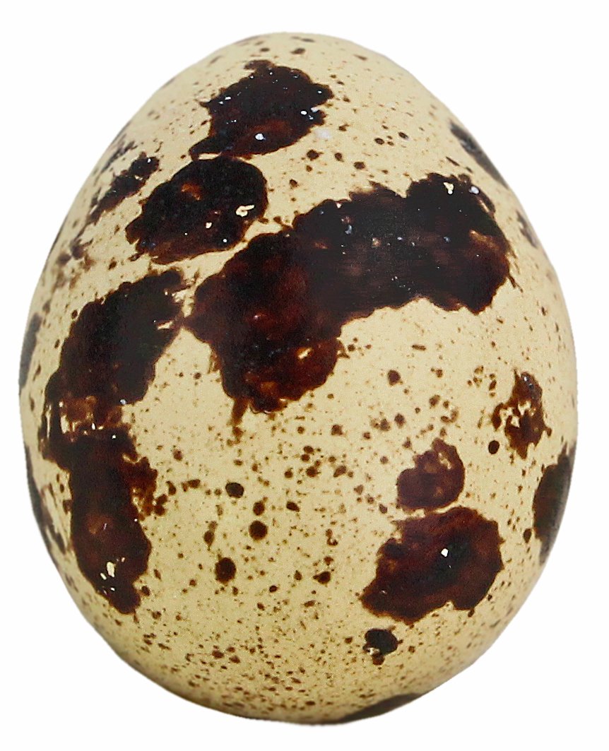 Texas Quail Farms Fresh Quail Eggs Shop Eggs & Egg Substitutes at HEB