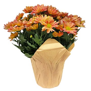 Floral Potted Mum, 6''