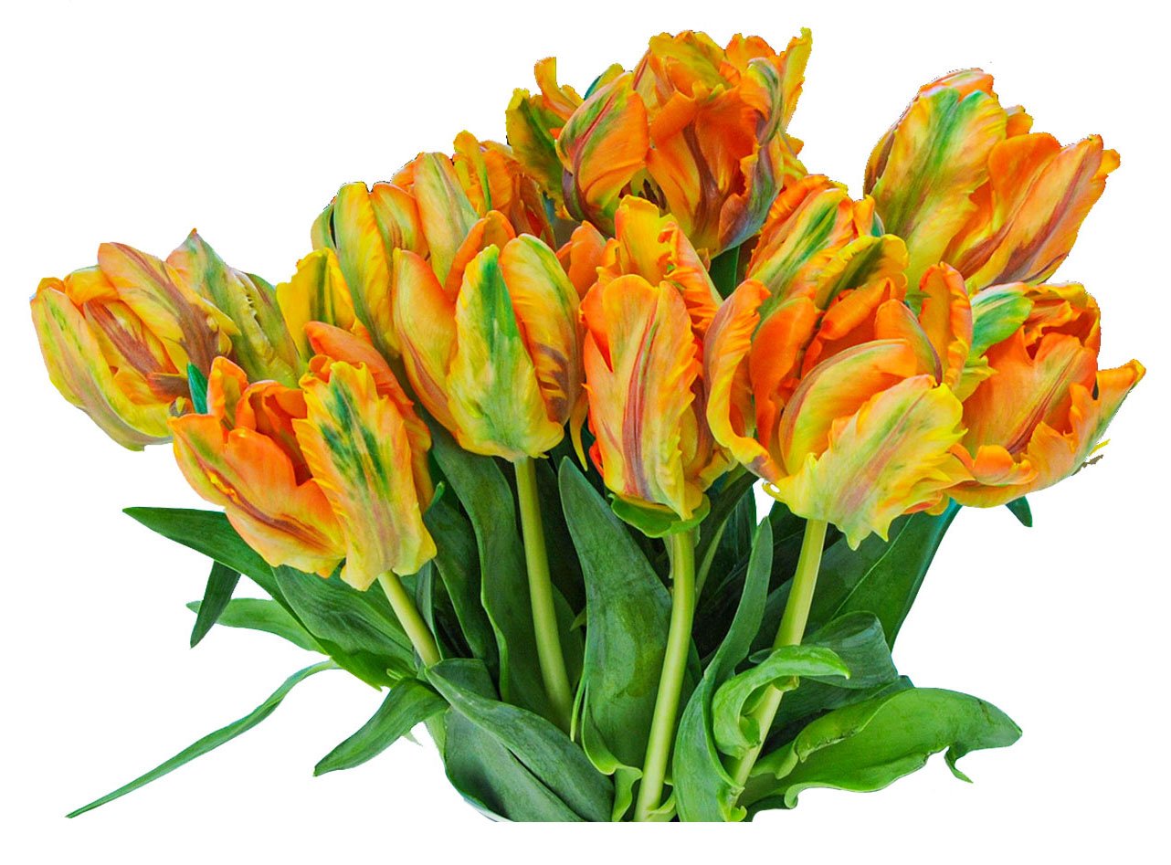 Central Market Fancy Tulips Shop at HEB