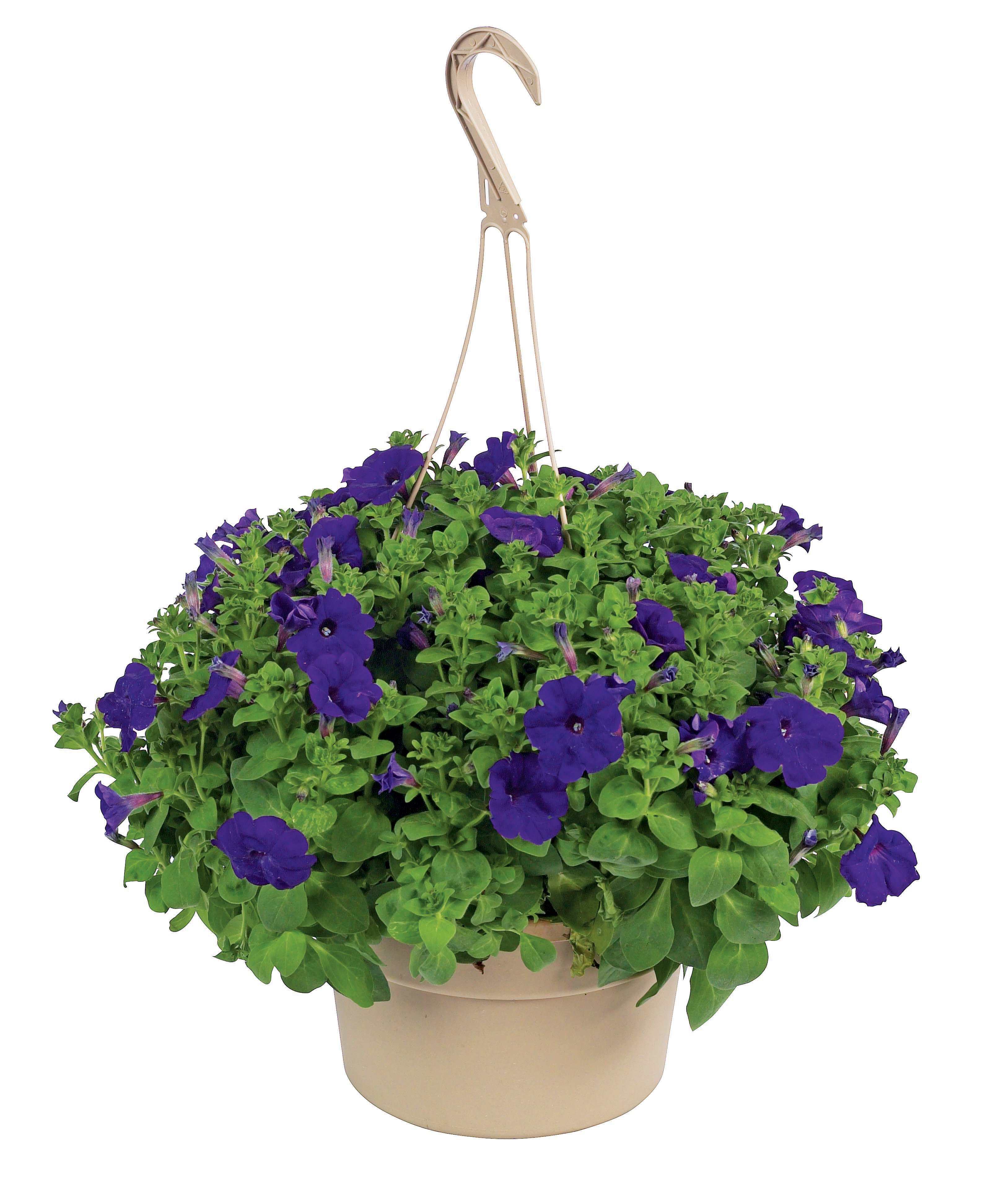 Growers Select Hanging Baskets Shop Potted Plants at HEB