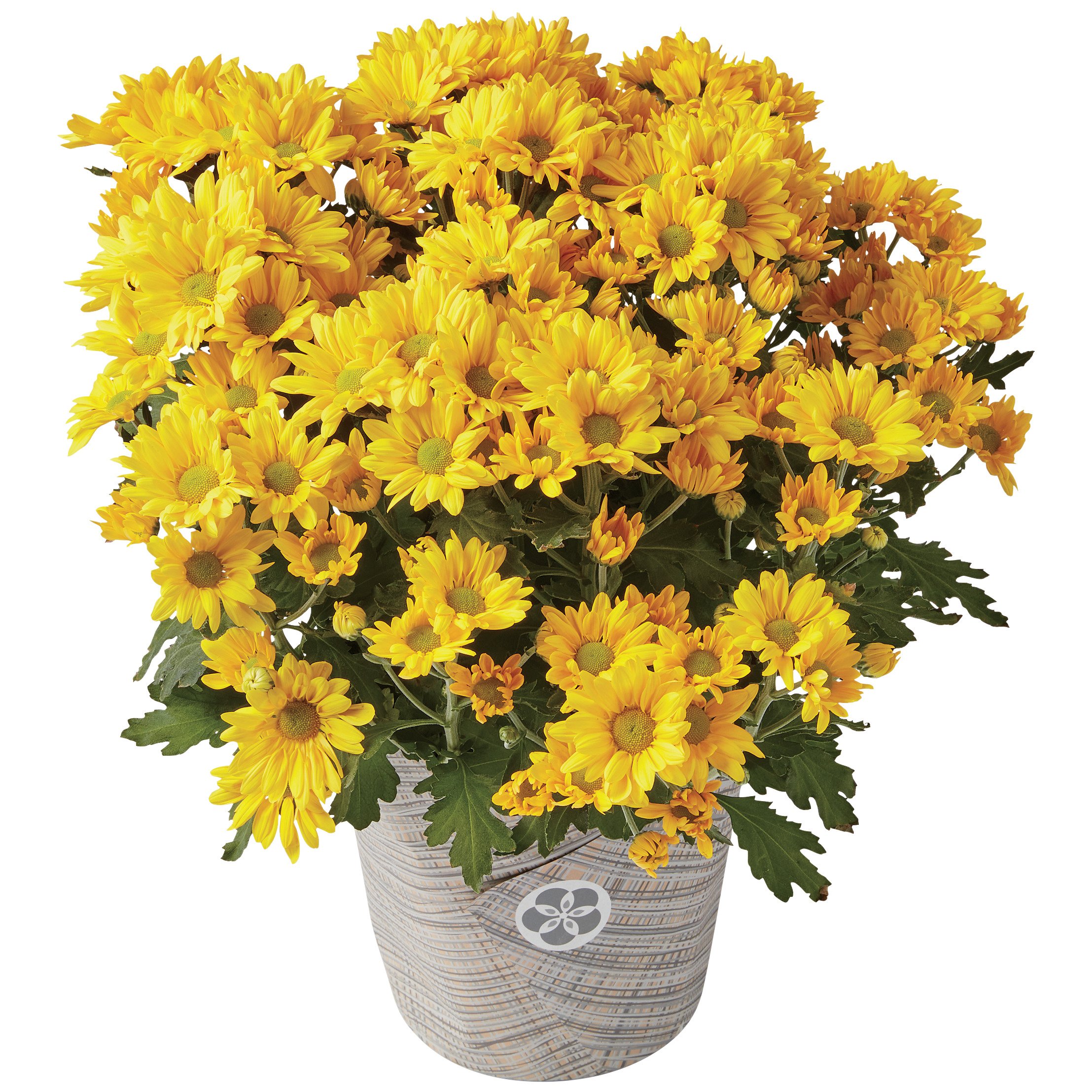 HEB Texas Roots 6" Fall Mum Shop Potted Plants at HEB