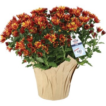 BLOOMS by H-E-B Texas RootsFall Mum, 6"