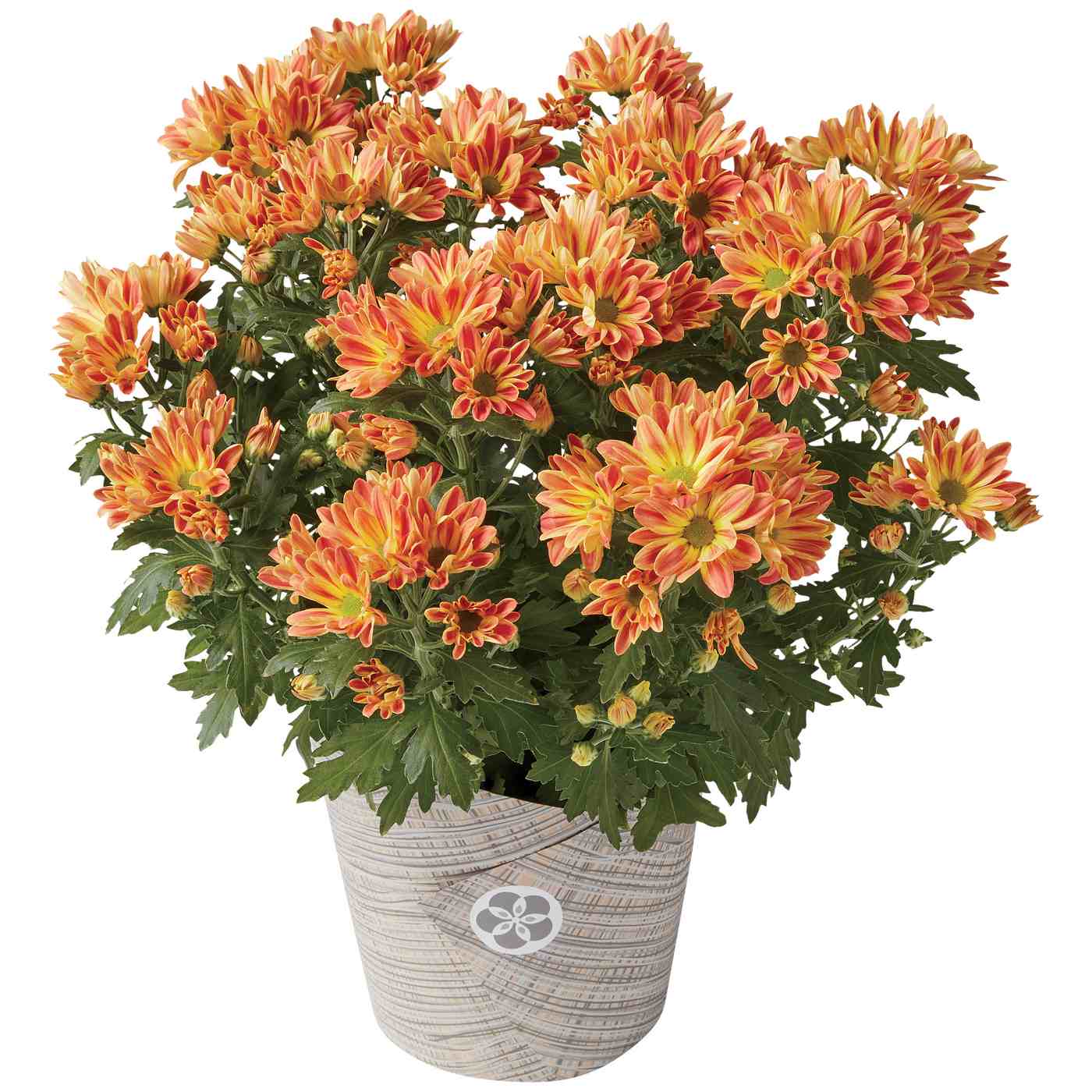 H-E-B Texas-Grown Fall Mum; image 2 of 3