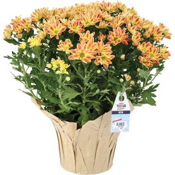 BLOOMS by H-E-B Texas RootsFall Mum, 6"