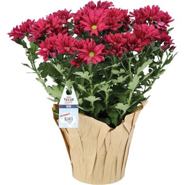 BLOOMS by H-E-B Texas RootsFall Mum, 6"
