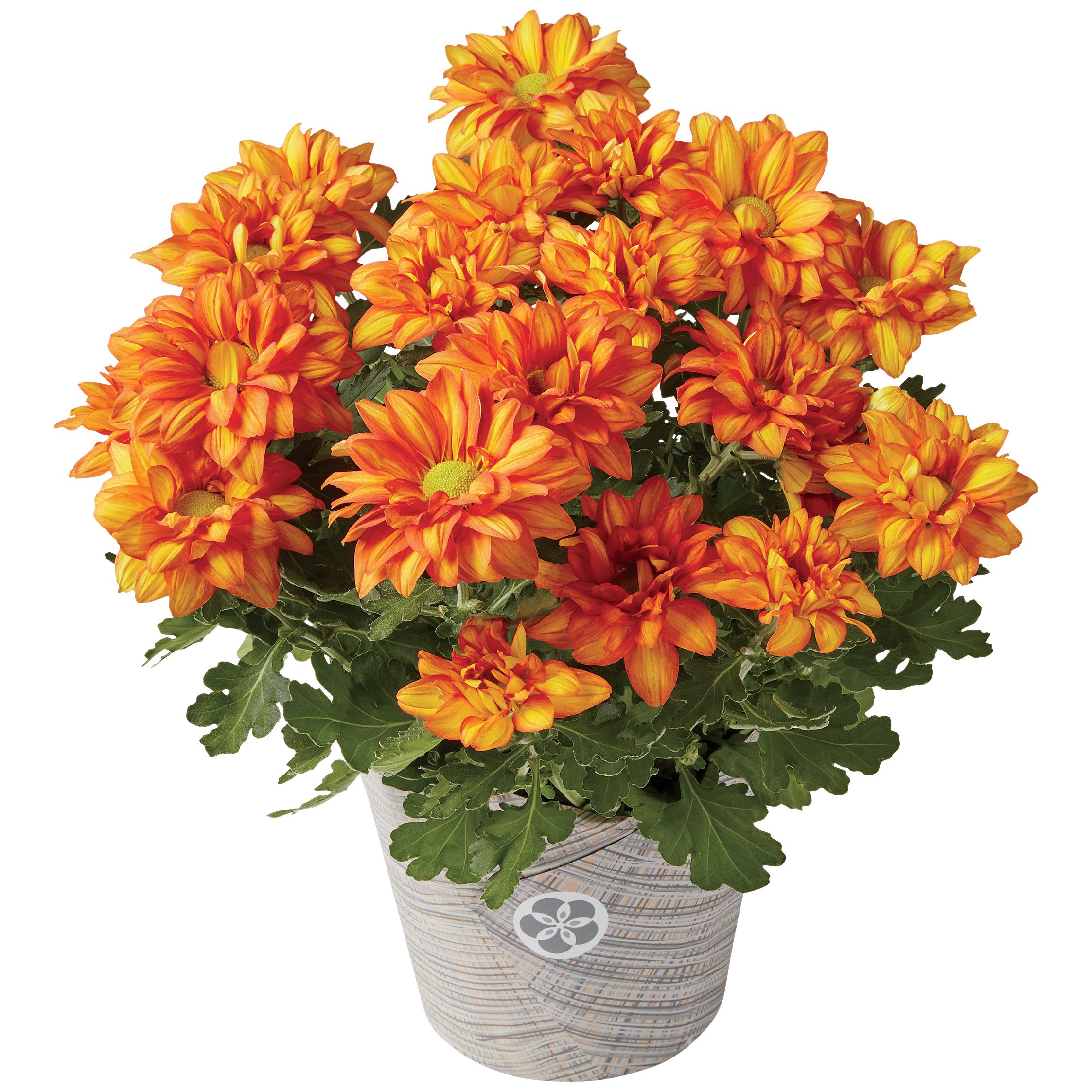 Floral 6.5&quot; Pelee Mum Shop Potted Plants at HEB
