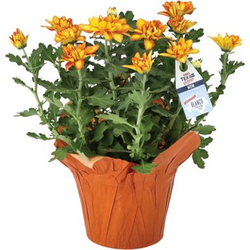 BLOOMS by H-E-B Texas Roots Potted Pelee Mum
