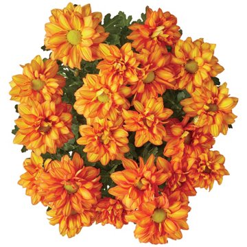 BLOOMS by H-E-B Texas Roots Potted Pelee Mum