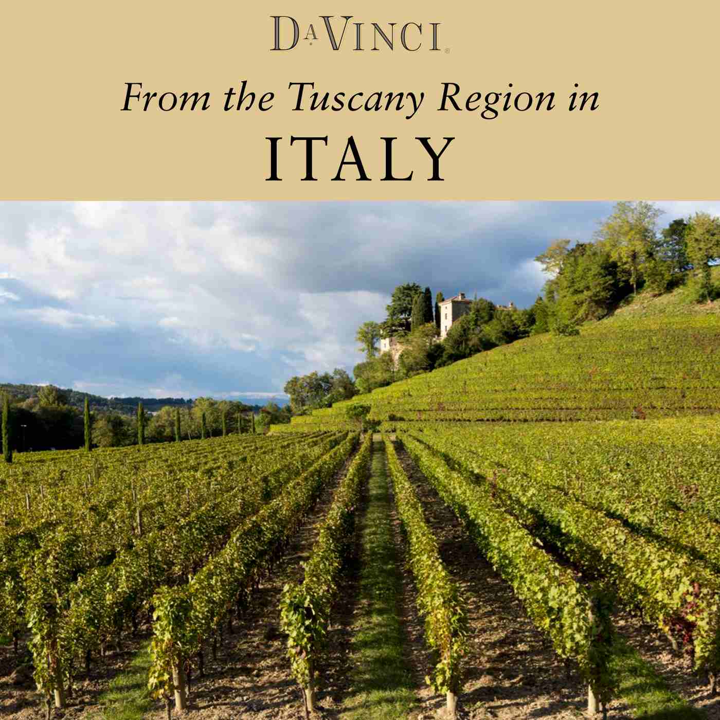 DaVinci Pinot Grigio Italy White Wine; image 2 of 6