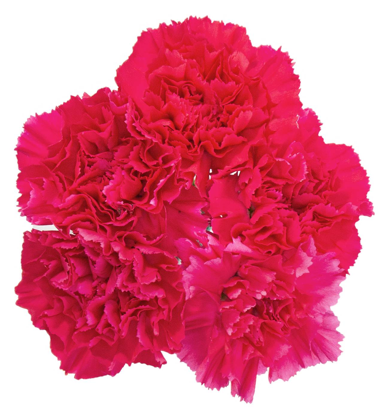 HEB Blooms 5 Stem Assorted Carnations Shop Flowers & arrangements