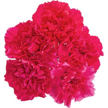 BLOOMS by H-E-B Assorted 5 Stem Carnations
