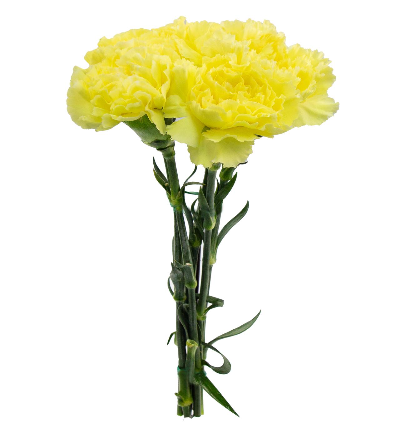 HEB Blooms 5 Stem Assorted Carnations Shop Flowers & arrangements
