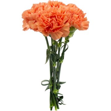 BLOOMS by H-E-B Assorted 5 Stem Carnations