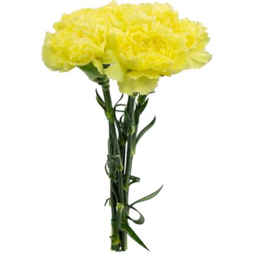 BLOOMS by H-E-B Assorted 5 Stem Carnations
