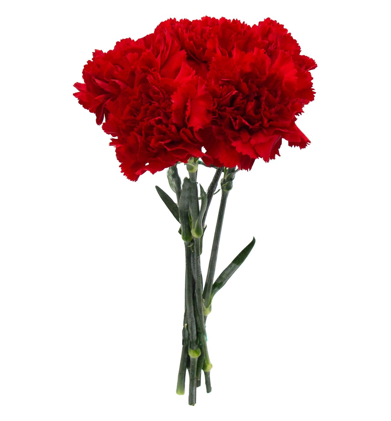 BLOOMS by H-E-B Assorted 5 Stem Carnations; image 4 of 8