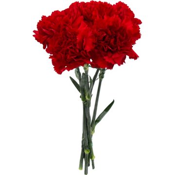 BLOOMS by H-E-B Assorted 5 Stem Carnations