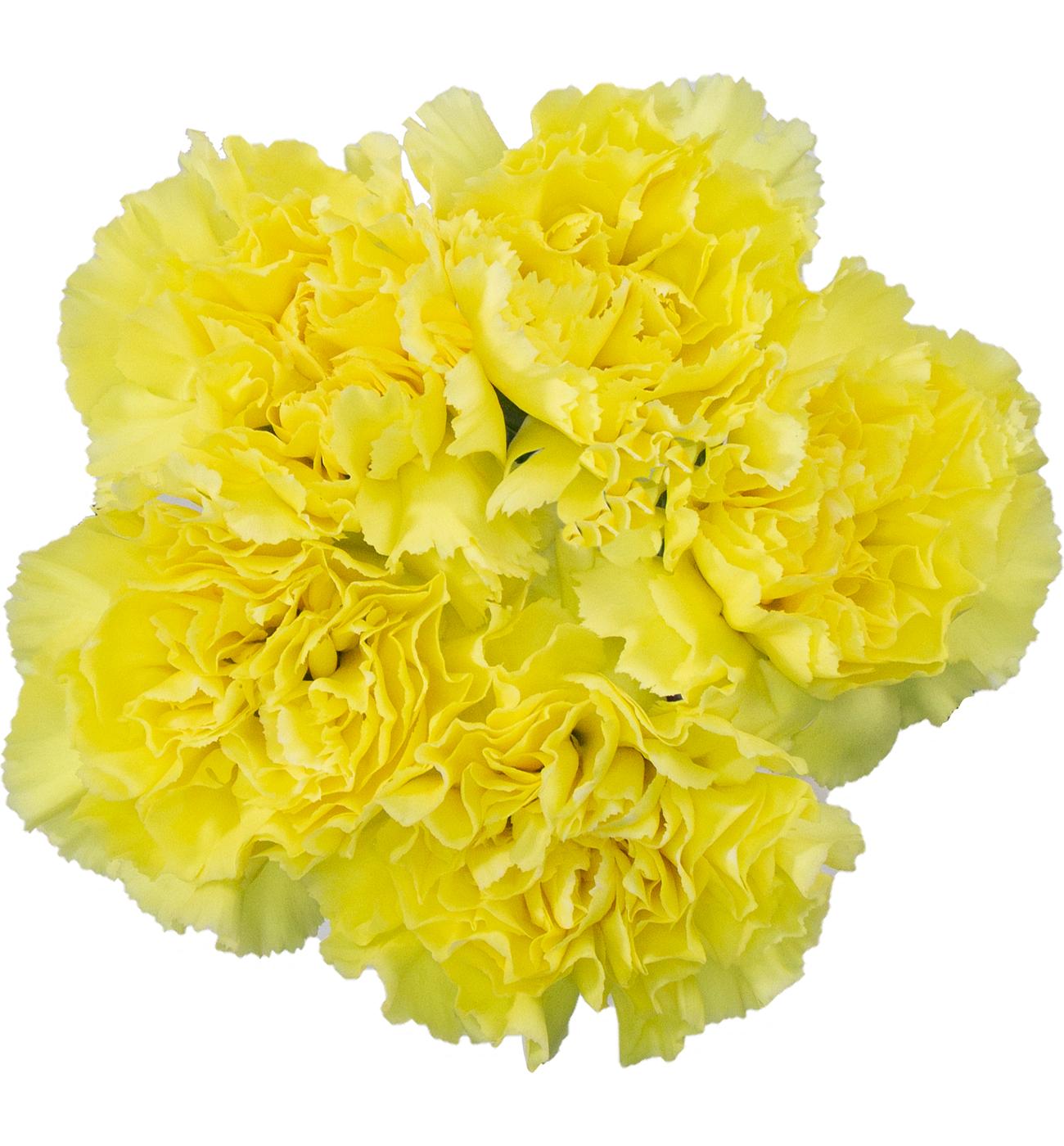 BLOOMS by H-E-B Assorted 5 Stem Carnations; image 5 of 8