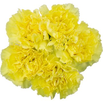 BLOOMS by H-E-B Assorted 5 Stem Carnations