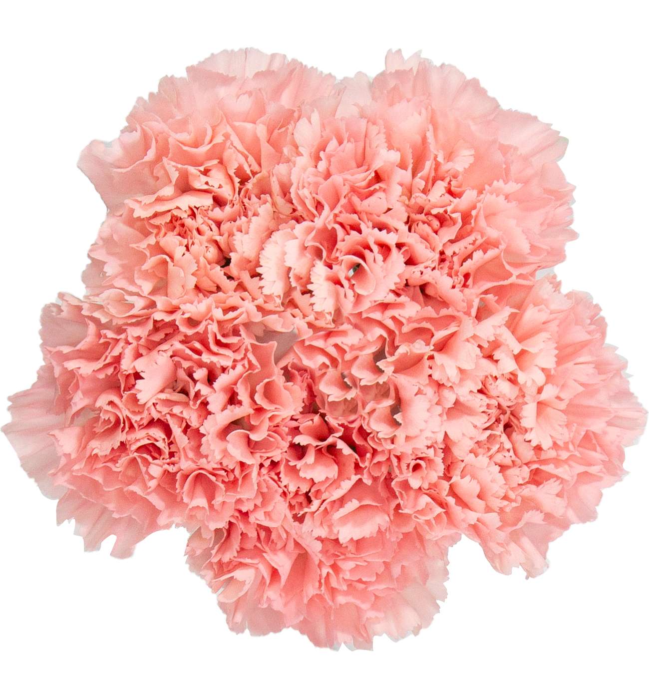 BLOOMS by H-E-B Assorted 5 Stem Carnations; image 6 of 8