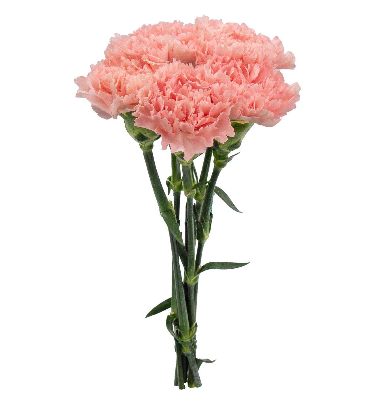 BLOOMS by H-E-B Assorted 5 Stem Carnations; image 7 of 8