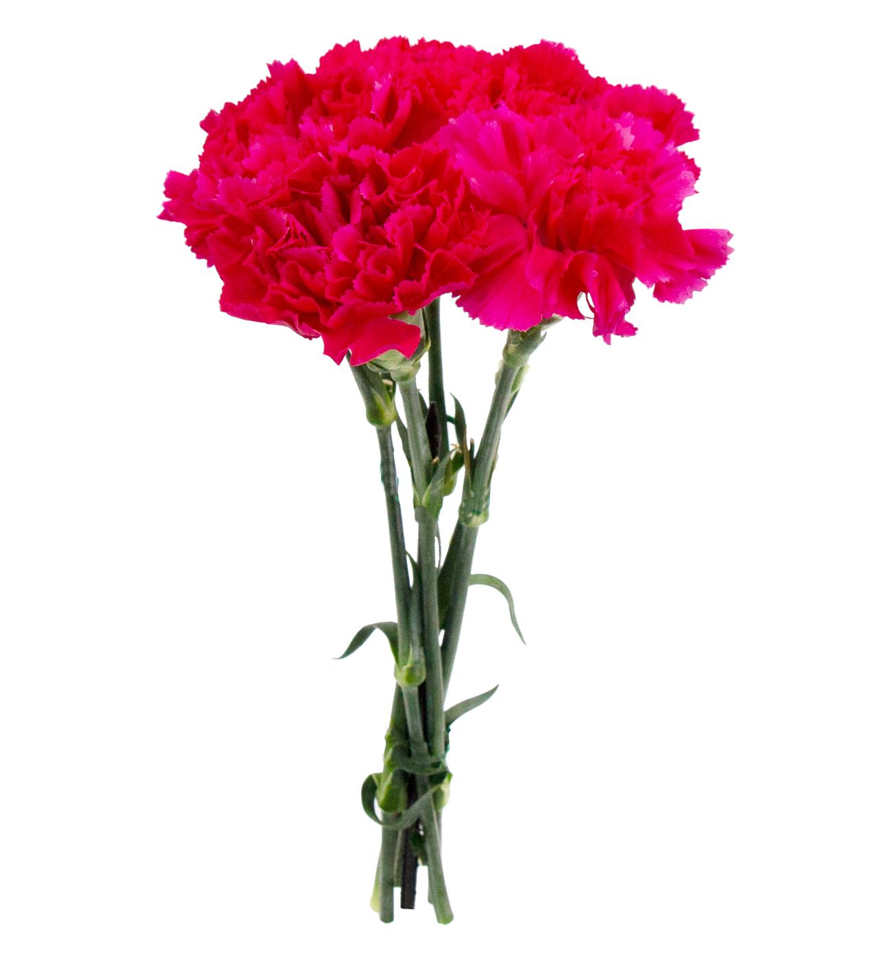 BLOOMS by H-E-B Assorted 5 Stem Carnations; image 8 of 8