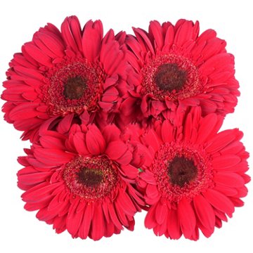 BLOOMS by H-E-B 4 Stems Assorted Gerbera