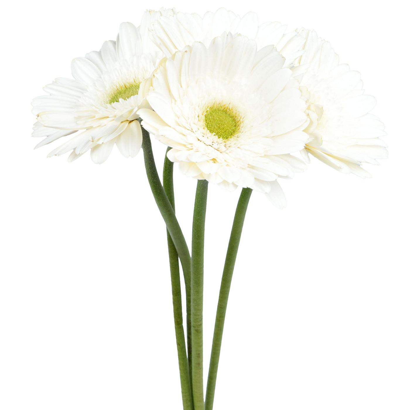 BLOOMS by H-E-B 4 Stems Assorted Gerbera; image 11 of 12