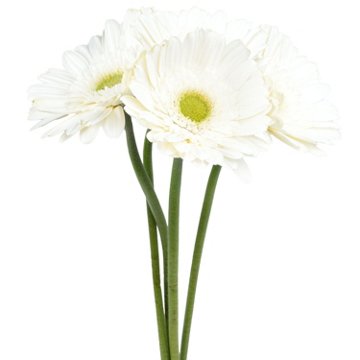 BLOOMS by H-E-B 4 Stems Assorted Gerbera